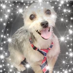 Meet your Posher, Janice